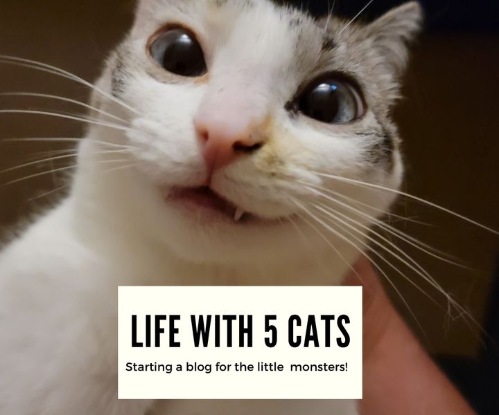 Starting the Blog
